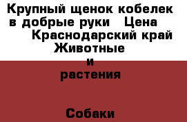 Крупный щенок-кобелек в добрые руки › Цена ­ 100 - Краснодарский край Животные и растения » Собаки   